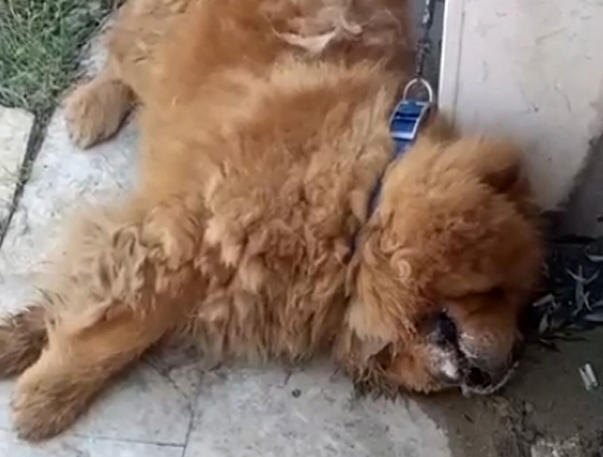 Alanya'da köpeğin eziyet sonucu öldüğü iddiasına ilişkin 1 gözaltı