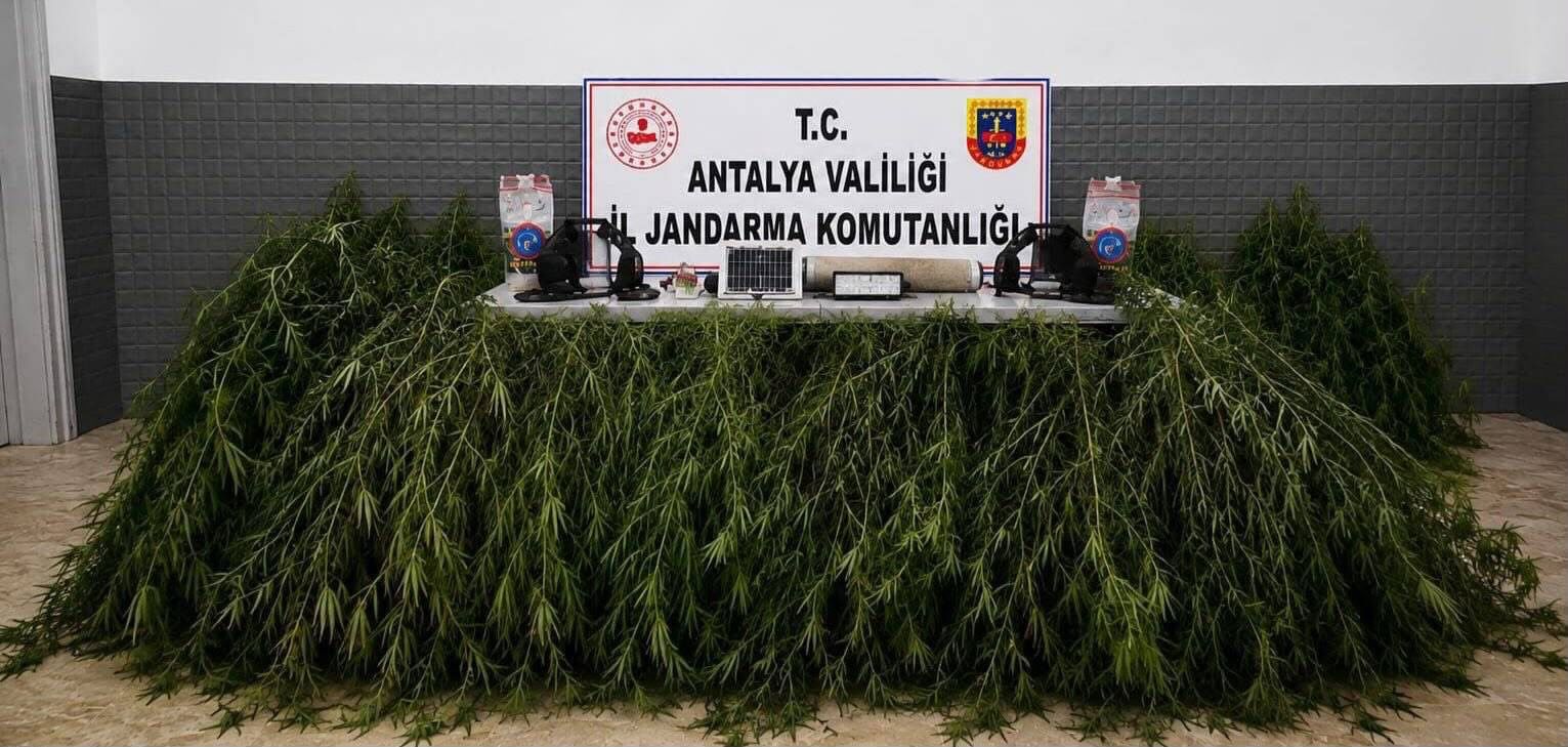 Antalya Aksu’da operasyon: Yasadışı kenevir bitkisi ele geçirildi