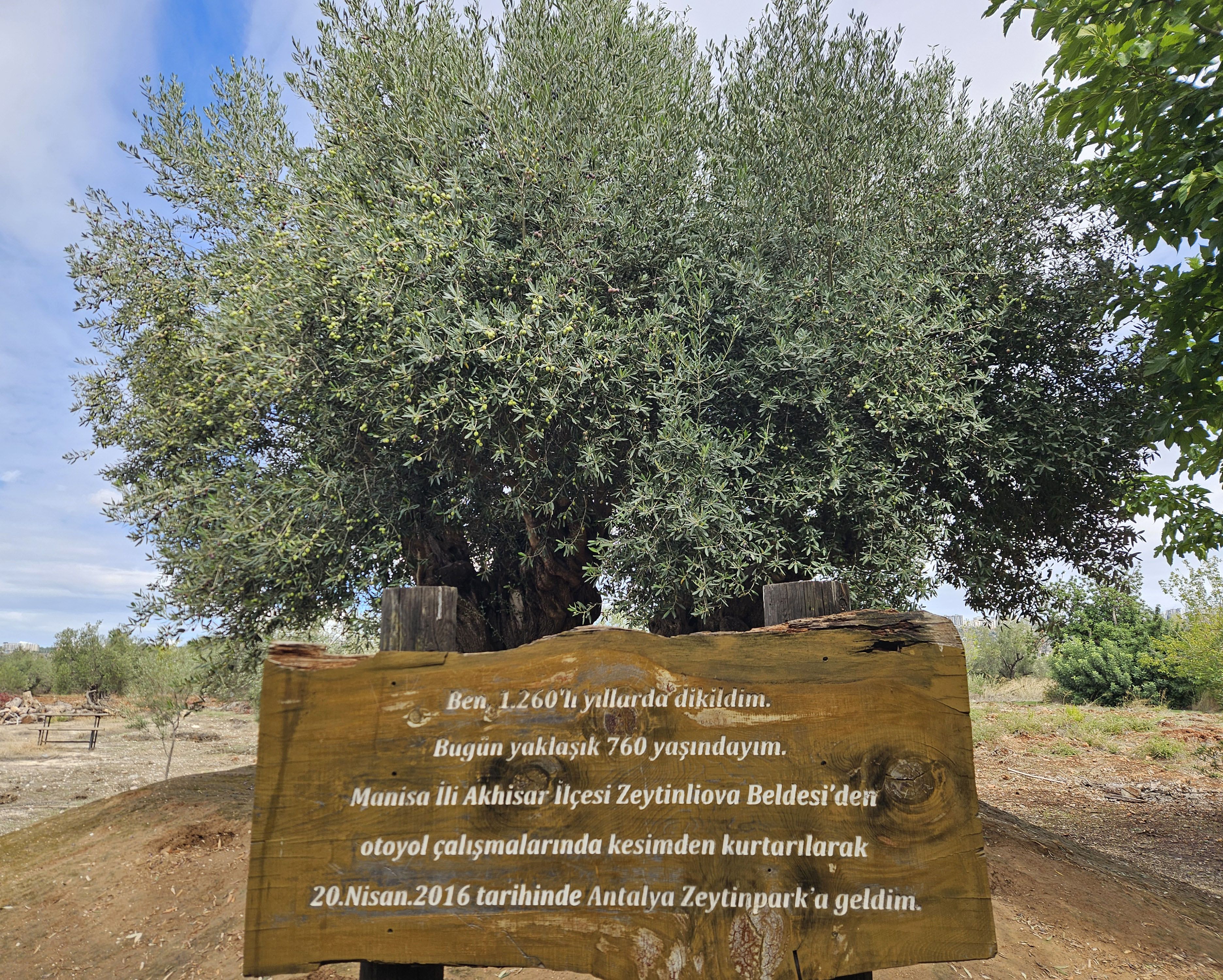 1200 yıllık ağacın tek bir zeytinini bile istiyorlar