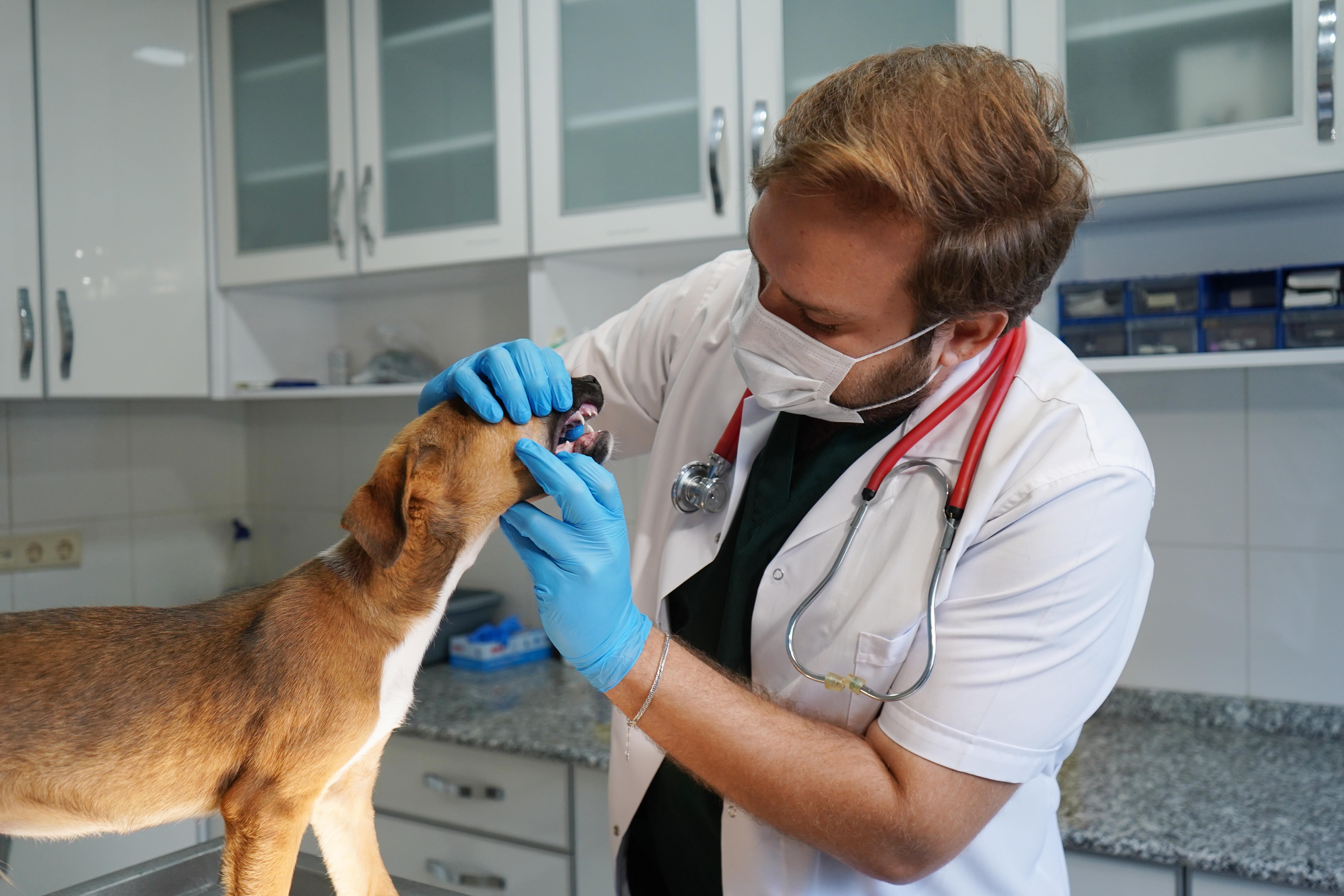 Yangında kurtarılan köpekler yuva bekliyor